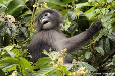 Südlicher Brillenlangur (Trachypithecus obscurus) im Kaeng Krachan National Park, Thailand