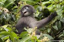 Trachypithecus obscurus