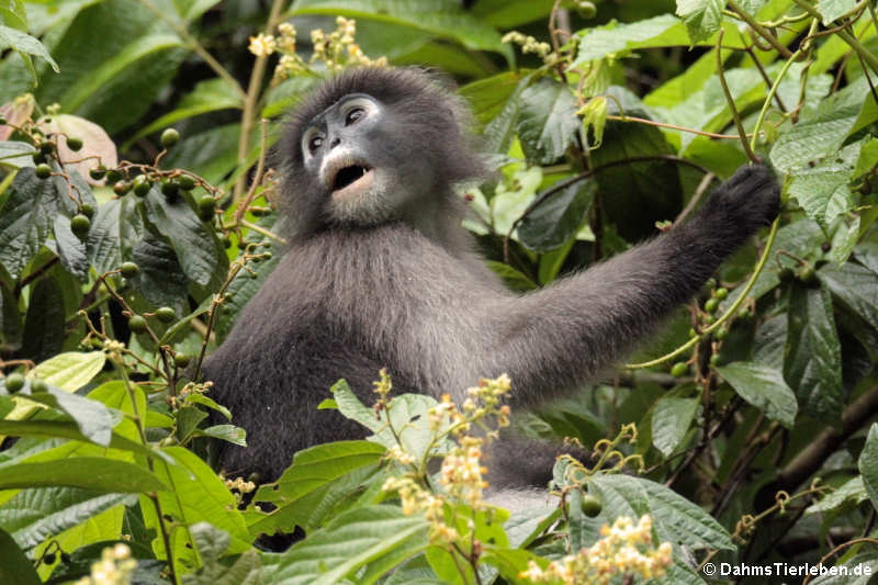 Südlicher Brillenlangur (Trachypithecus obscurus)