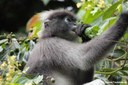 Trachypithecus obscurus