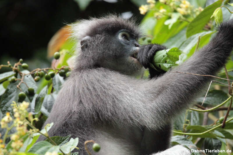 Südlicher Brillenlangur (Trachypithecus obscurus)