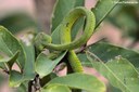 Trimeresurus albolabris