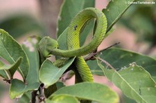 Weißlippen-Bambusotter (Trimeresurus albolabris) im Kaeng Krachan National Park, Thailand