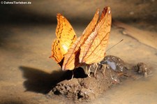 Vindula dejone erotella im Kaeng Krachan National Park, Thailand