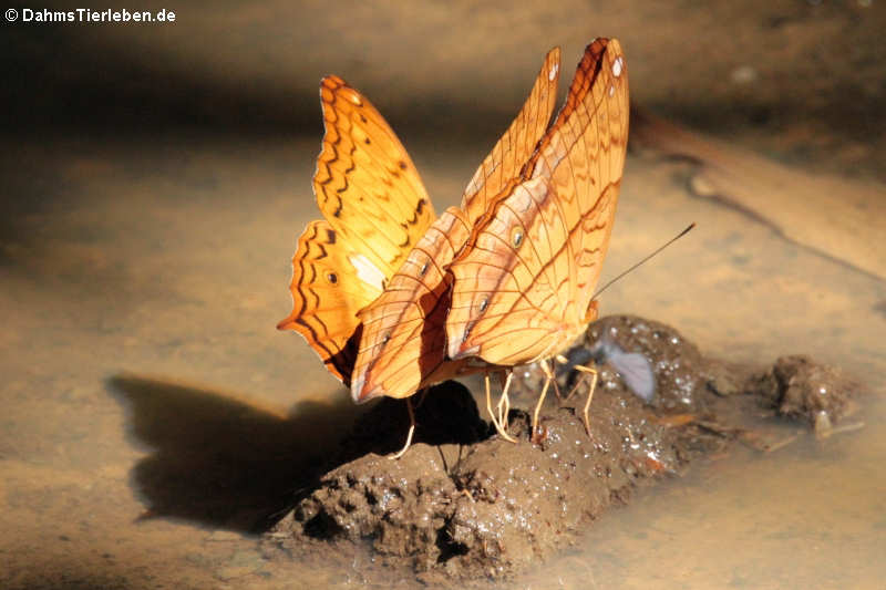 Vindula dejone erotella