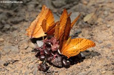 Vindula dejone erotella im Kaeng Krachan National Park, Thailand