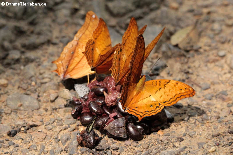 Vindula dejone erotella