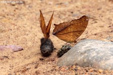 Vindula dejone erotella im Kaeng Krachan National Park, Thailand