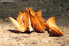 Vindula dejone erotella im Kaeng Krachan National Park, Thailand