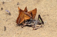 Vindula dejone erotella im Kaeng Krachan National Park, Thailand