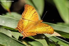 Vindula dejone erotella im Kaeng Krachan National Park, Thailand