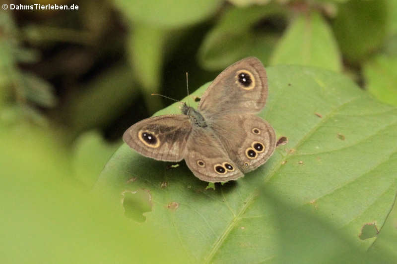 Schmetterling (Ypthima baldus)