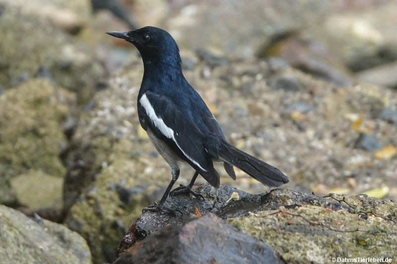 Copsychus saularis-5