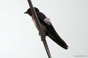 Hirundo javanica