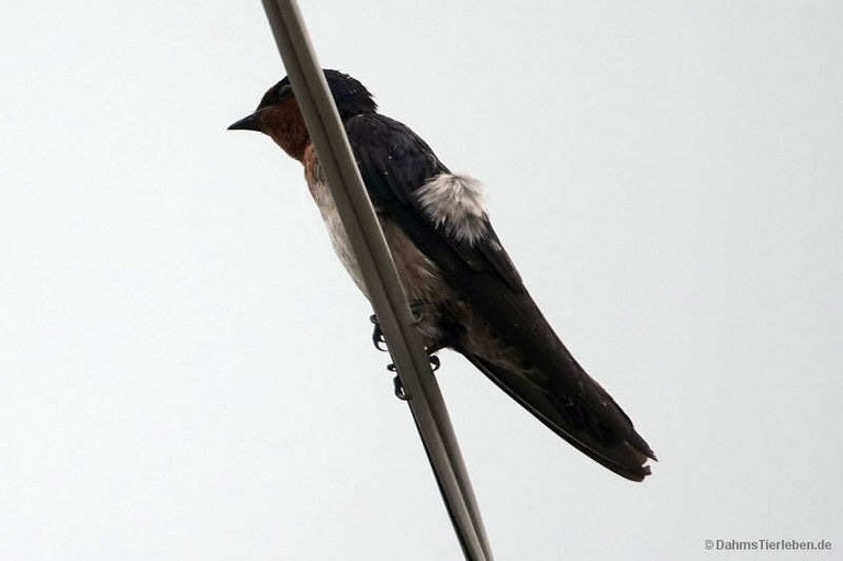 Hirundo javanica