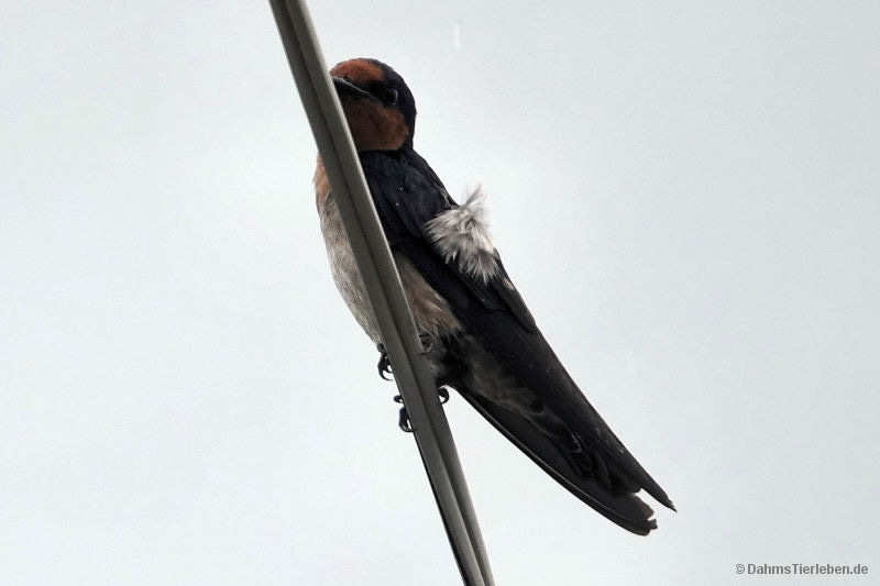 Hirundo javanica