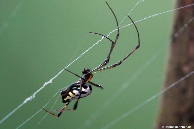 Leucauge tessellata