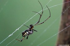 Leucauge tessellata-1