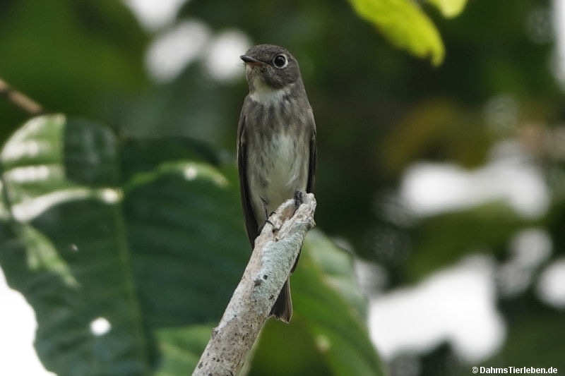 Muscicapa sibirica-1