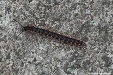 Orthomorpha coarctata-1