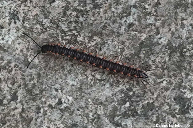 Orthomorpha coarctata-1