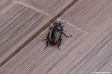 Prosopocoilus biplagiatus 
auf Koh Samui, Thailand Prosopocoilus biplagiatus-2