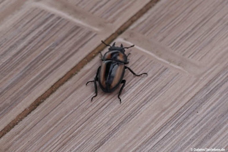 Prosopocoilus biplagiatus