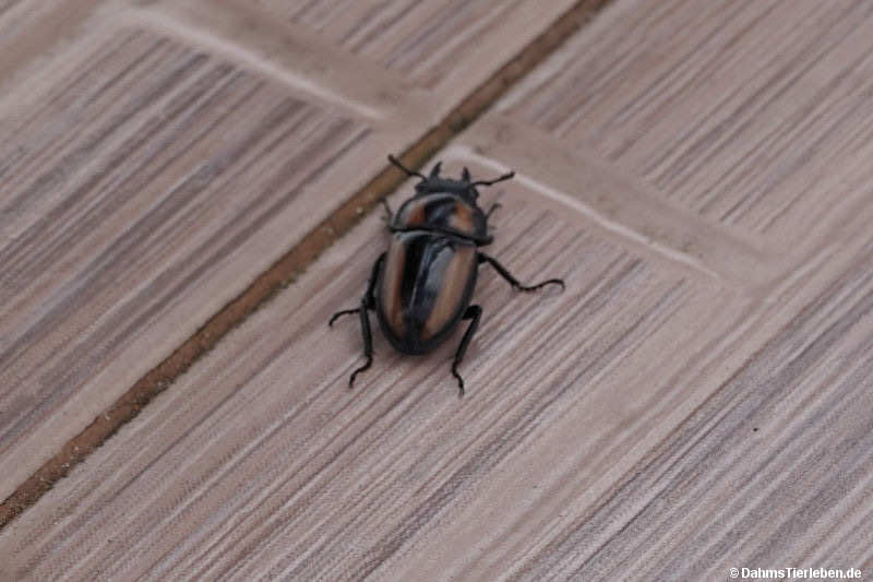 Prosopocoilus biplagiatus