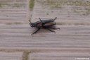 Prosopocoilus biplagiatus