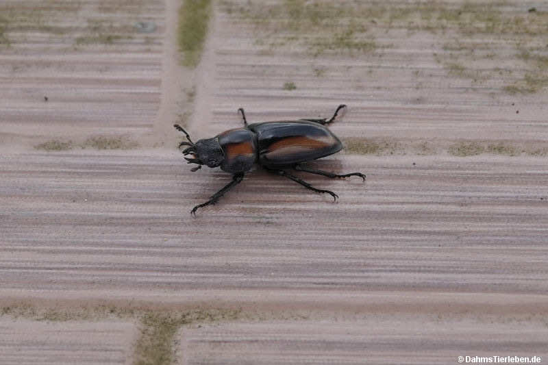 Prosopocoilus biplagiatus