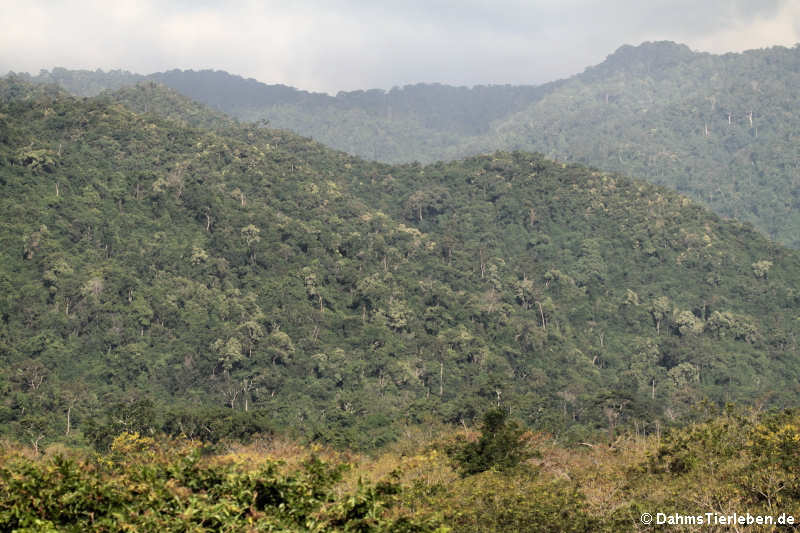 Blick in den Kui Buri National Park