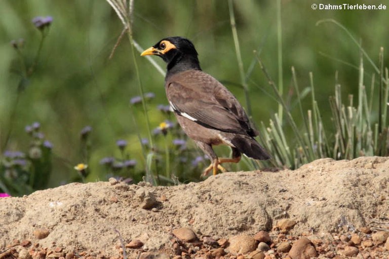 Acridotheres tristis tristis