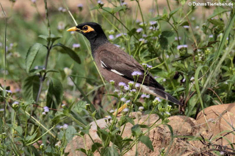 Hirtenmaina  (Acridotheres tristis tristis)