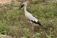 Silberklaffschnabel (Anastomus oscitans) im Kui Buri National Park, Thailand