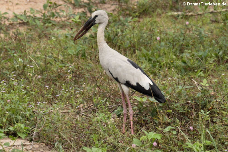 Silberklaffschnabel (Anastomus oscitans)