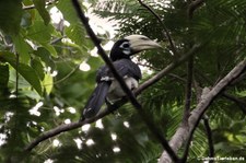 Orienthornvogel (Anthracoceros albirostris) im Kui Buri National Park, Thailand