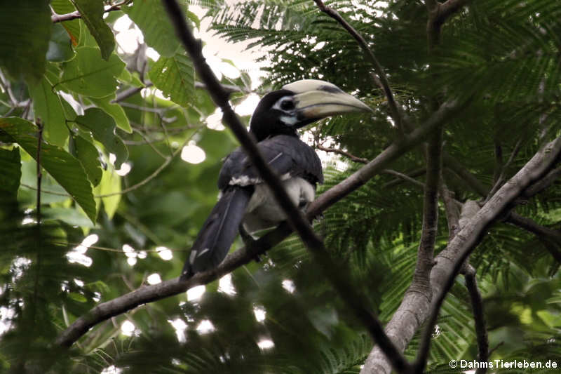 Orienthornvogel (Anthracoceros albirostris)