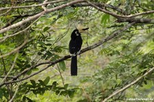 Orienthornvogel (Anthracoceros albirostris) im Kui Buri National Park, Thailand