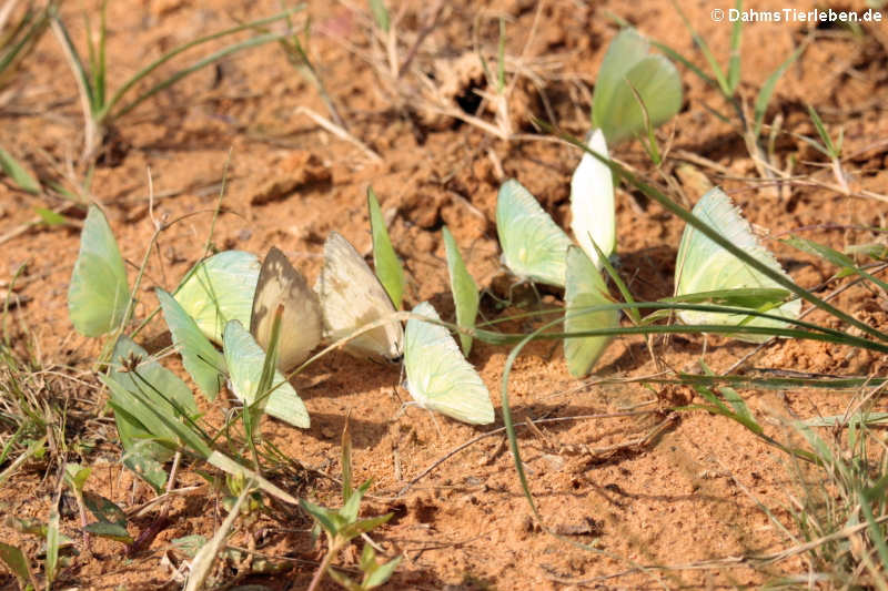 Albatross-Weißlinge Appias albina-1