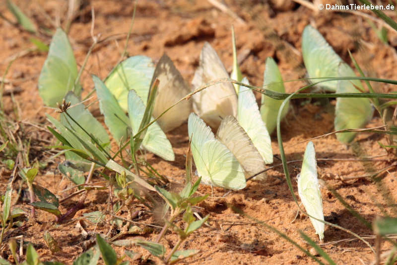 Schmetterlinge (Appias albina)