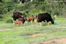 Gaur (Bos gaurus) im Kui Buri National Park, Thailand