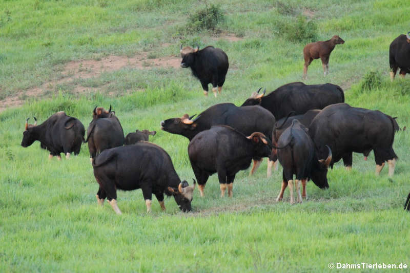 Gaur Bos gaurus-3