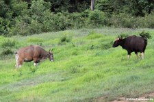 Gaur (Bos gaurus) im Kui Buri National Park, Thailand