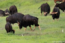 Gaur (Bos gaurus) im Kui Buri National Park, Thailand