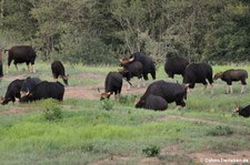 Gaur (Bos gaurus) im Kui Buri National Park, Thailand