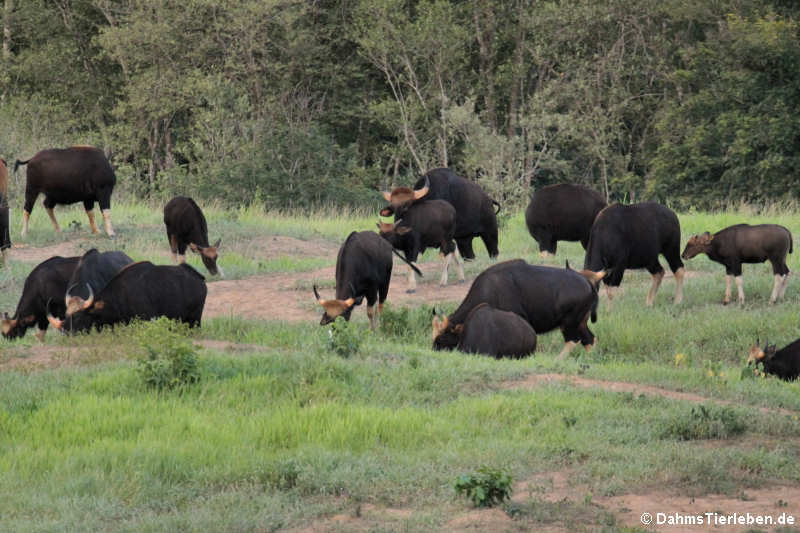 Gaur Bos gaurus-6
