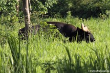 Gaur (Bos gaurus) im Kui Buri National Park, Thailand