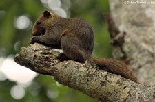 Graubauchhörnchen (Callosciurus caniceps) im Kuiburi Nationalpark, Thailand