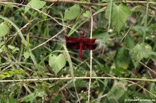 Camacinia gigantea im Kui Buri National Park, Thailand