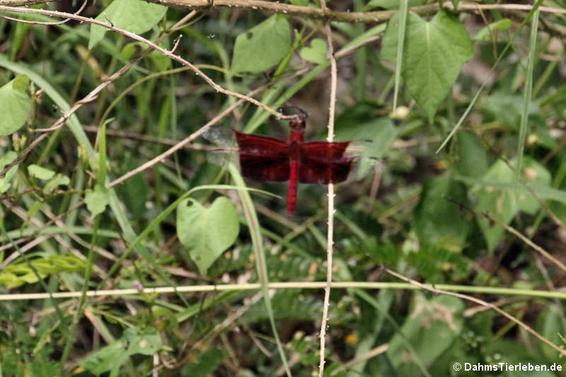 Camacinia gigantea